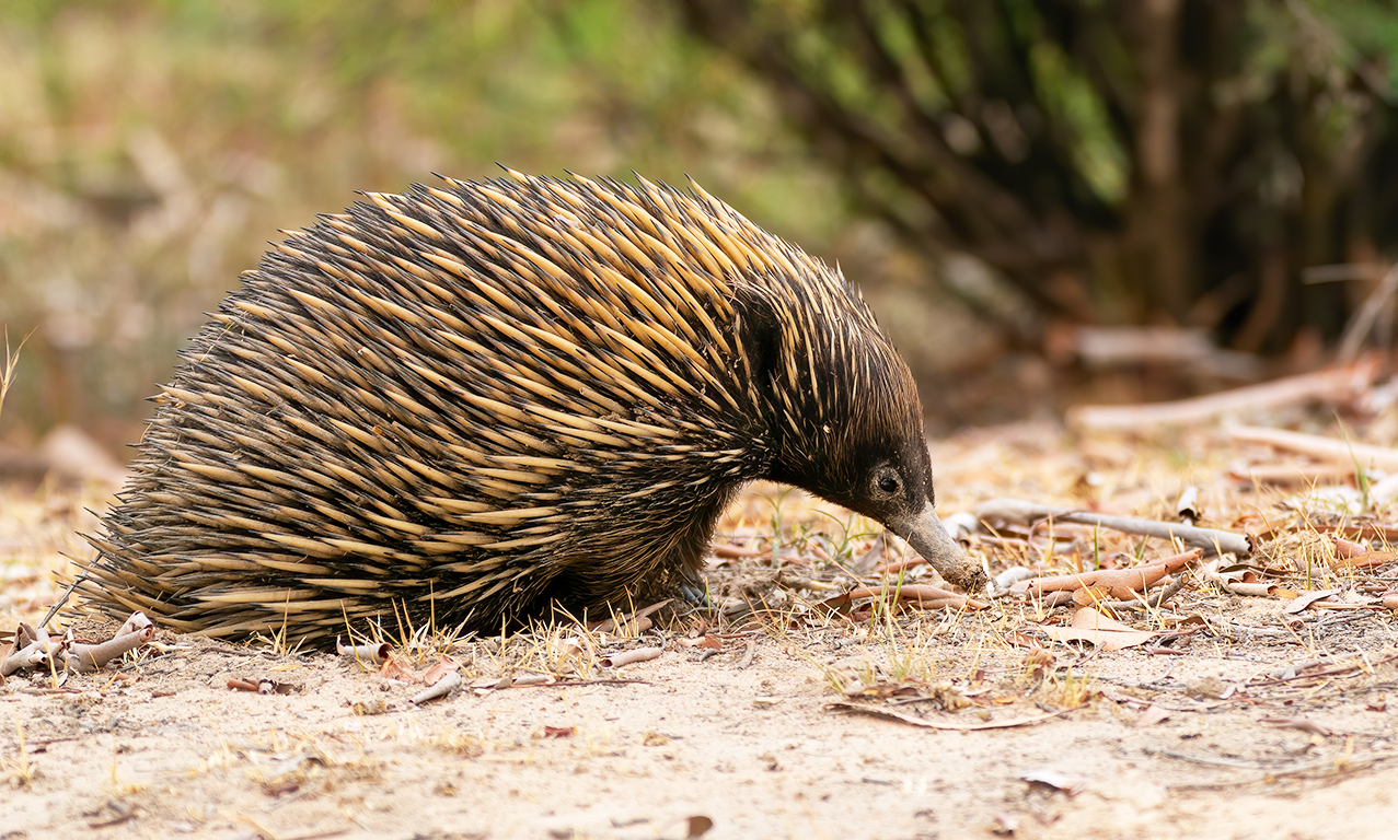 echidna